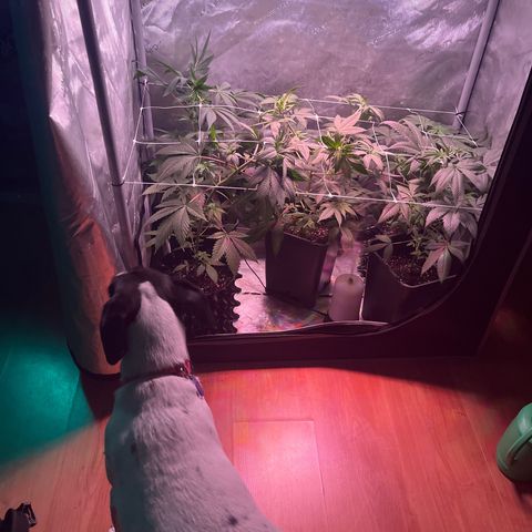 Cookie growlog photo: Se ven bien 