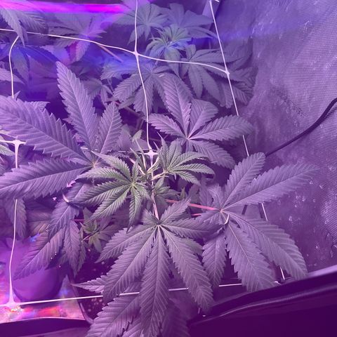 Cookie growlog photo: Se ven bien 