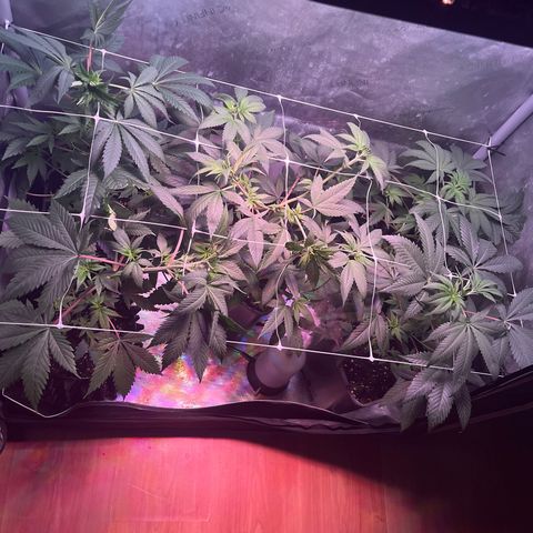 Cookie growlog photo: Se ven bien 