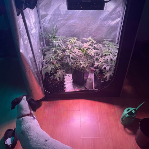 Cookie growlog photo: Se ven bien 