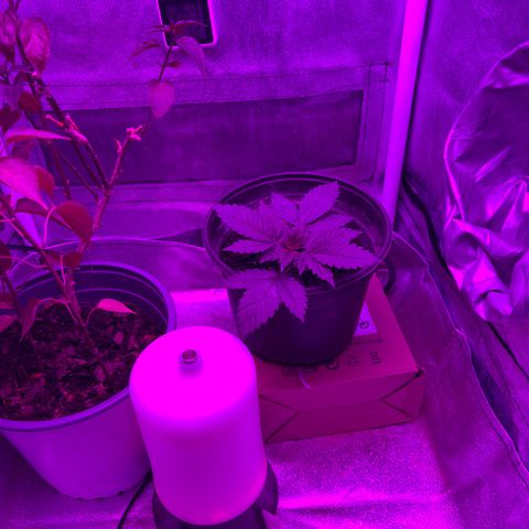 Slurri-Lato growlog timeline photo