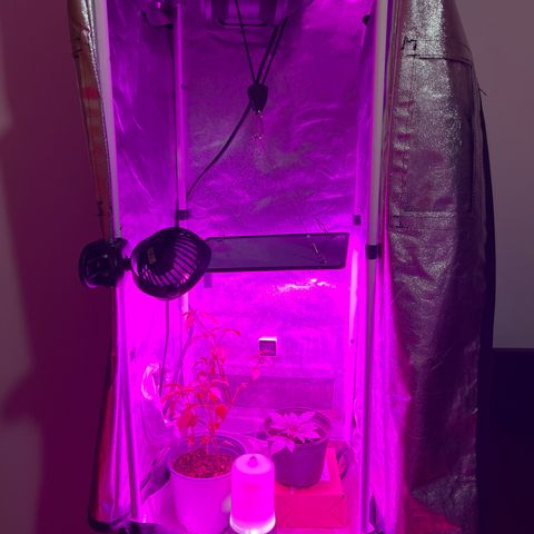 Slurri-Lato growlog timeline photo