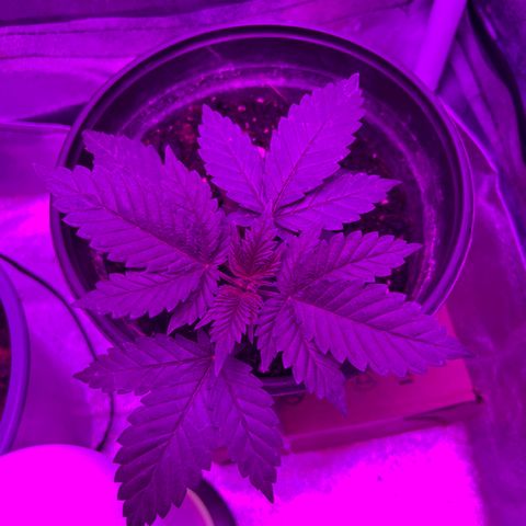 Slurri-Lato growlog timeline photo