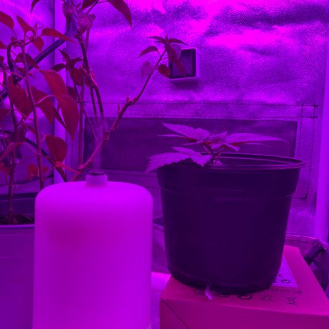 Slurri-Lato growlog timeline photo