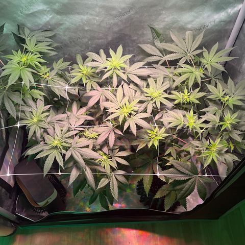 Cookie growlog photo: Ya se empiezan a notar las flores