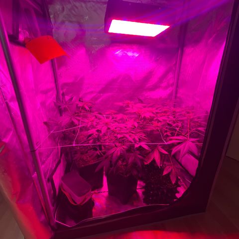 Cookie growlog photo: Ya se empiezan a notar las flores