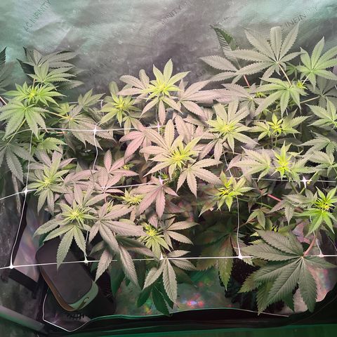 Cookie growlog photo: Ya se empiezan a notar las flores