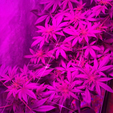 Cookie growlog photo: Ya se empiezan a notar las flores