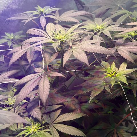 Cookie growlog photo: Ya se empiezan a notar las flores