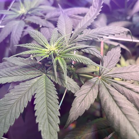 Cookie growlog photo: Ya se empiezan a notar las flores