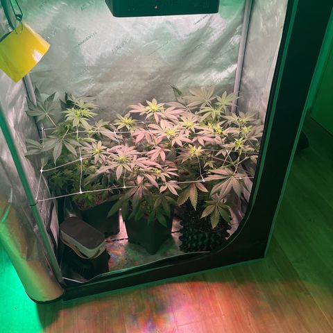 Cookie growlog photo: Ya se empiezan a notar las flores
