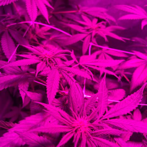 Cookie growlog timeline photo