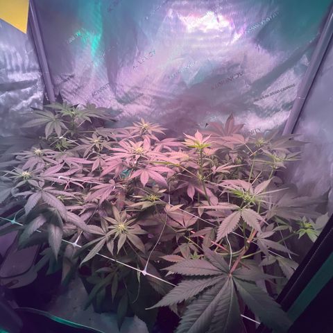 Cookie growlog timeline photo