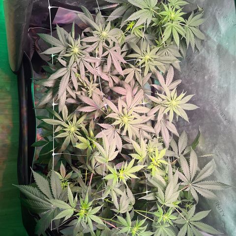 Cookie growlog timeline photo