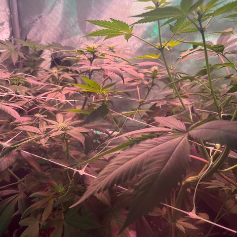 Cookie growlog timeline photo
