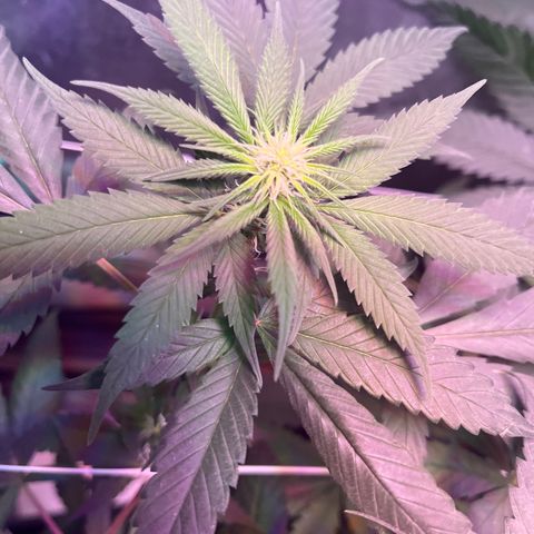 Cookie growlog timeline photo