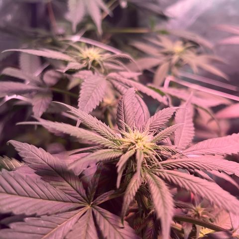 Cookie growlog timeline photo