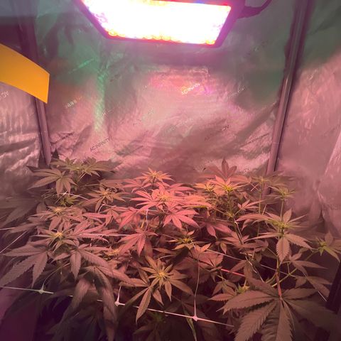 Cookie growlog timeline photo