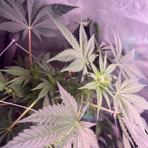 Cookie growlog timeline photo