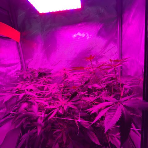 Cookie growlog timeline photo