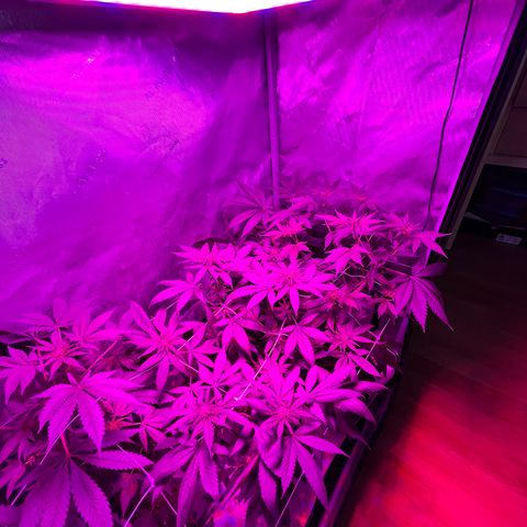 Cookie growlog timeline photo