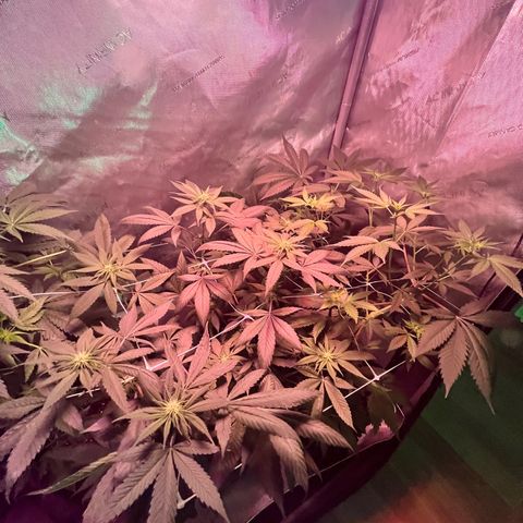 Cookie growlog timeline photo