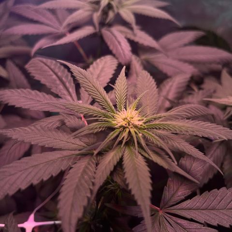 Cookie growlog timeline photo