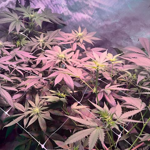Cookie growlog timeline photo