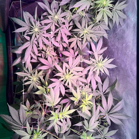 Cookie growlog timeline photo