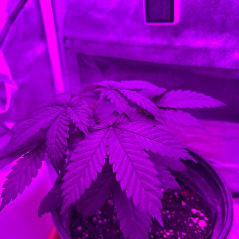 Slurri-Lato growlog timeline photo