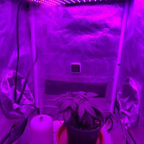 Slurri-Lato growlog timeline photo