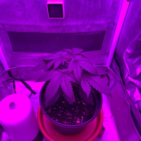 Slurri-Lato growlog timeline photo