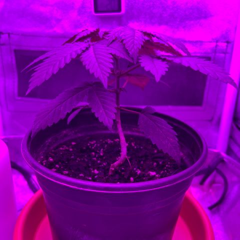 Slurri-Lato growlog timeline photo