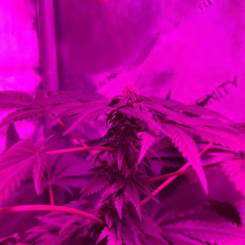 Cookie growlog timeline photo