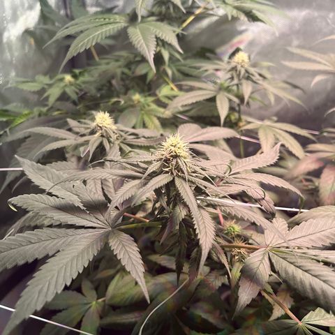 Cookie growlog timeline photo