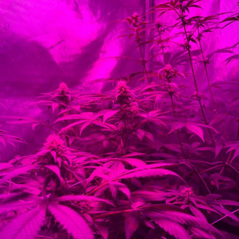 Cookie growlog timeline photo