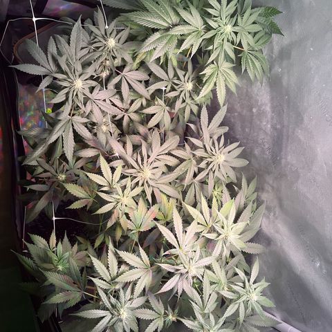 Cookie growlog timeline photo