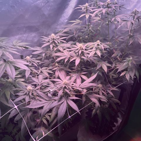 Cookie growlog timeline photo