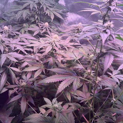 Cookie growlog timeline photo