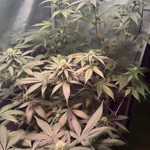 Cookie growlog timeline photo