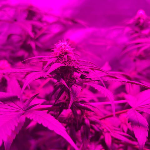 Cookie growlog timeline photo