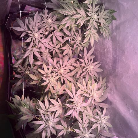 Cookie growlog timeline photo