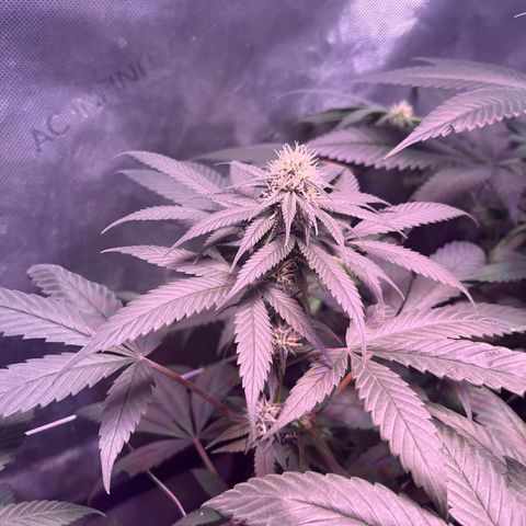 Cookie growlog timeline photo
