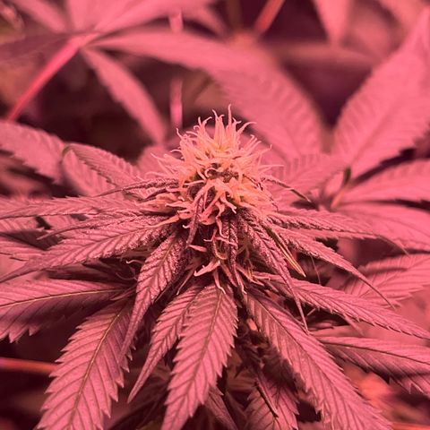 Cookie growlog timeline photo