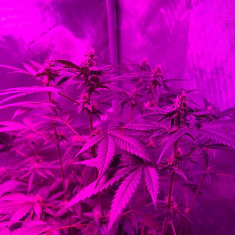 Cookie growlog timeline photo