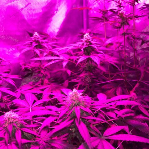Cookie growlog timeline photo