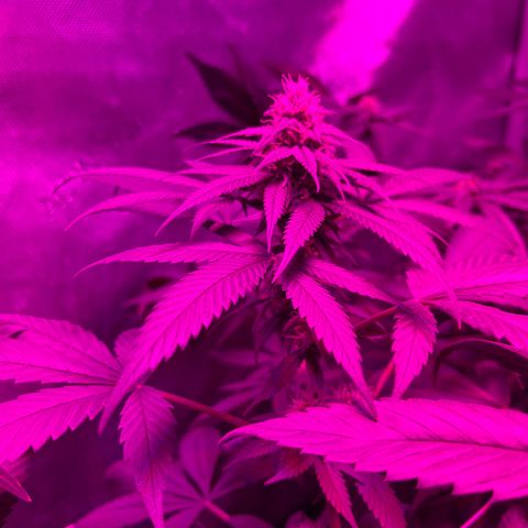 Cookie growlog timeline photo