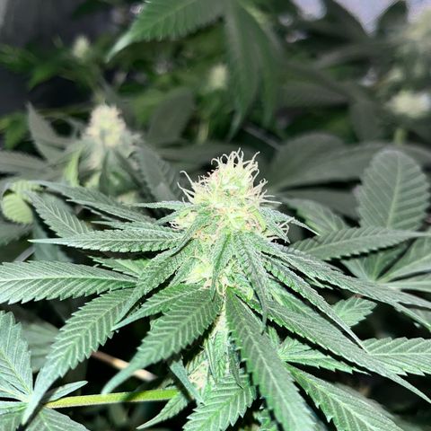 Cookie growlog photo: Terminando 5a semana de floración
