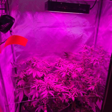 Cookie growlog timeline photo