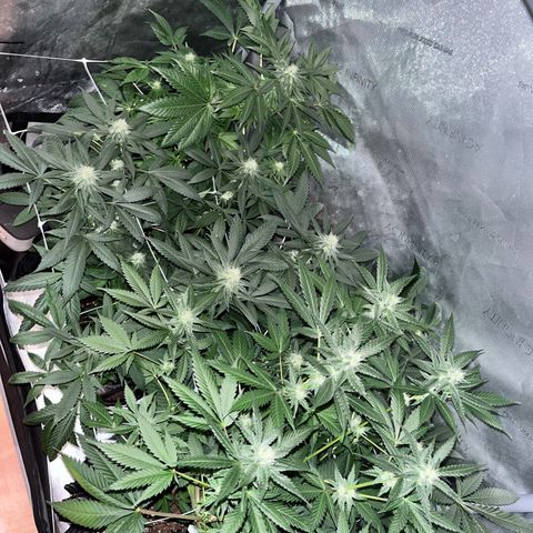 Cookie growlog photo: Terminando 5a semana de floración